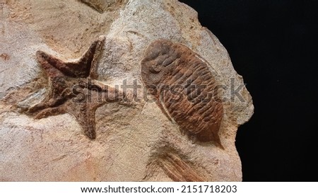 Selective focus view of the extinct Trilobite and starfish fossil. It is a group of extinct marine arthropods that form the class Trilobita. Known by it distinctive three-lobed, three-segmented form Royalty-Free Stock Photo #2151718203