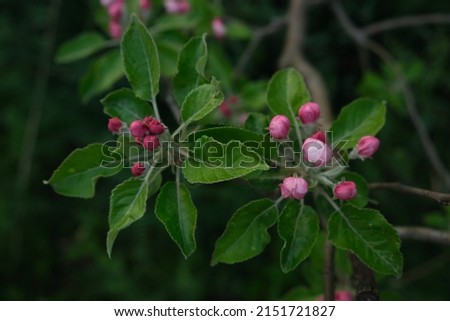 spring flowers on apple tree branches