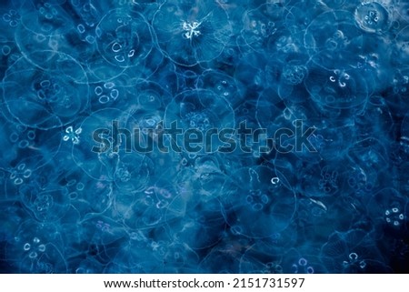 Many small jellyfish Aurelia aurita in Black sea. Balaklava. Crimea Royalty-Free Stock Photo #2151731597