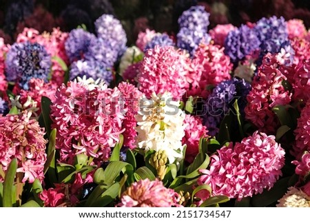 Floral background from Hyacinth. Large flower bed with multi-colored hyacinths, traditional easter flowers, spring background. Close-up macro photo, selective focus. Ideal for greeting festive card.