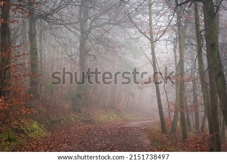 Beautiful atmospheric Autumn foggy morning landscape image in thick dense woodland