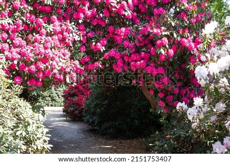 Tunnel of brightly coloured pink rhododendron flowers, photographed in late spring in Temple Gardens, Langley Park, Slough UK. Royalty-Free Stock Photo #2151753407