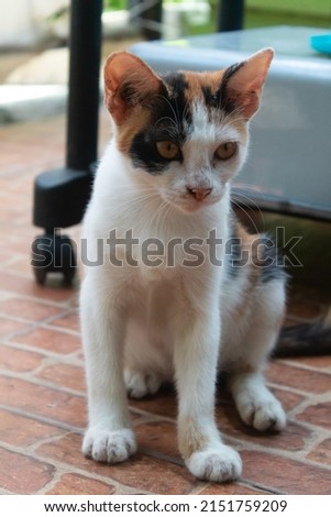 The calico cat is sitting and facing to the side