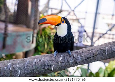 Curious toucan bird perched on wooden tree branch.Toucan bird perched on tree branch
