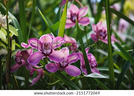 Cymbidium devonianum - purple boat orchids blooming in greenhouse Royalty-Free Stock Photo #2151772069