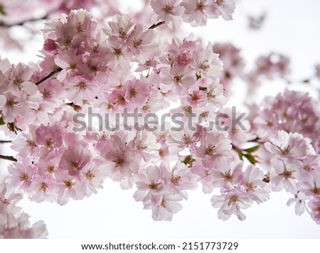 Brunch of light pink cherry or sakura blossoms on white background. Botanical selective focus. High quality photo Royalty-Free Stock Photo #2151773729