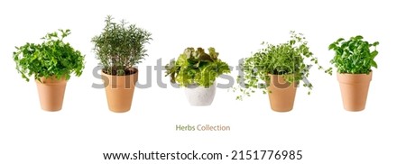 Potted aromatic food herbs collection for garden or home. Basil, rosemary, parsley, oregano and lettuce salad plants in clay pots isolated on white background Royalty-Free Stock Photo #2151776985