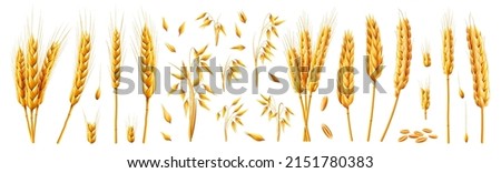 Oats and wheat, rye and barley spikelets and stems. Vector 3d realistic set, cartoon bundle of cereal growing plant with dry texture and seeds. Agriculture and harvesting wholegrain product Royalty-Free Stock Photo #2151780383