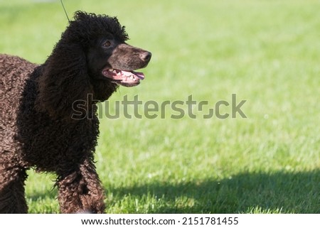 Irish Water Spaniel on field of grass Royalty-Free Stock Photo #2151781455