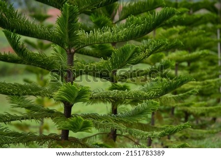Norfolk Island pine (Araucaria heterophylla) green leaves background. Royalty-Free Stock Photo #2151783389
