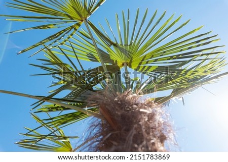 Palm tree against bright blue sky with the Sun in background 