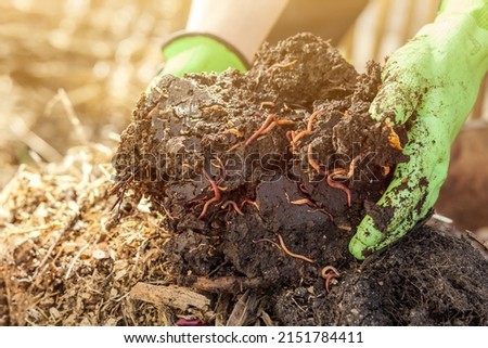 Compost with Worms from Organic Waste on Compost Heap. Bio Humus, Zero Waste, Eco Friendly, Waste Recycling Concept. Close up. Royalty-Free Stock Photo #2151784411