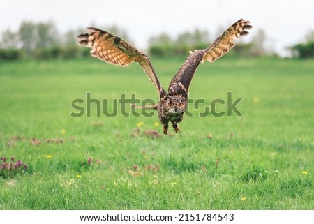 Flying eagle owl - beautiful eyes of a flying owl - Eurasian eagle-owl 