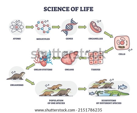Science of life as nature physiology categories development outline diagram. Labeled educational scheme with living organisms division from atoms, molecules and genes to ecosystems vector illustration Royalty-Free Stock Photo #2151786235