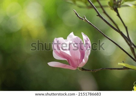 Pink flower, (Magnolia), spot focus, blurred green background.