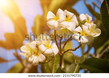 White plumaria flowers in tropical island. Thailand traditional flower, spa and relaxation concept