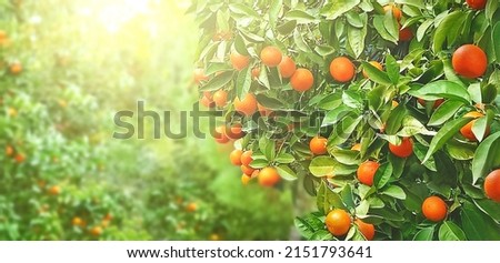 Tangerine tree. Ripe mandarin hanging on branch. Beautiful healthy juicy fruit growing in a sunny garden. Organic, healthy citrus outdoors. Athens, Greece. Copy space.
 Royalty-Free Stock Photo #2151793641