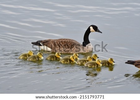 Mother Canada Goose and goslings feeding and swimming  Royalty-Free Stock Photo #2151793771