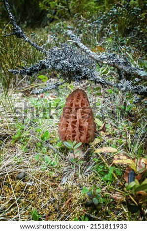 Morel mushroom in a spring forest.