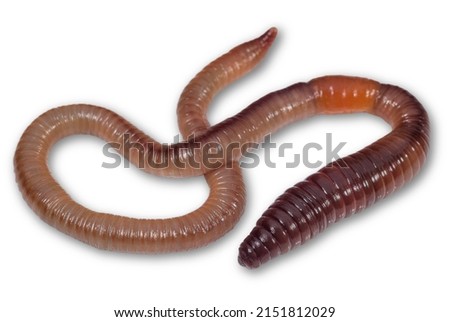 Large earthworm isolated on a white. Animals and insects