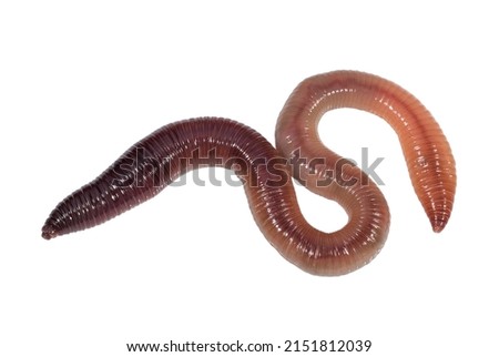 Earthworm on a white surface. Insects and animals