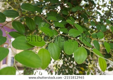 Green leaf Ziziphus mauritiana. Bidara or widara Leaf for spiritual health therapy.