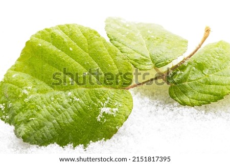 A twig with green leaves lies in the snow. Contrast. Life and death. Texture