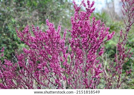 Crimson (cercis) - pink tree in spring Royalty-Free Stock Photo #2151818549