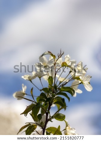 Closeup of blossom of Crab apple Malus brevipes 'Wedding Bouquet' against a blue sky