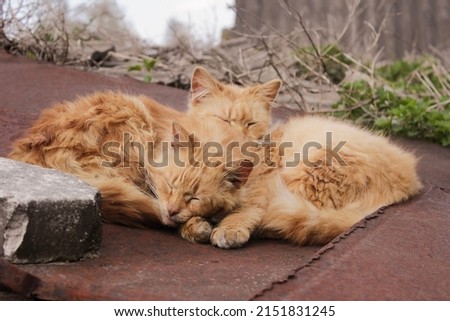 Two lover young cute brown and yellow cats lying and looking on the old brown wooden roof. High quality photo