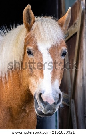 Portrait of a beautiful tan colored horse with a beige mane and a white stripe on the muzzle, looking directly at the camera while ruminating. High quality photo Royalty-Free Stock Photo #2151833321
