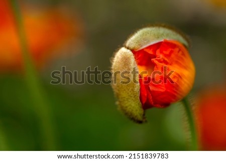 Red Poppy flower bud blooming