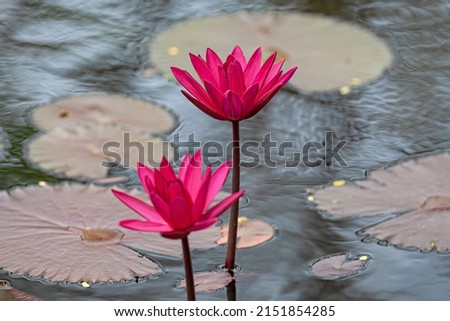 MARACAIBO-VENEZUELA- 27-04-2022- A Lotus flower is seen in a water pond in the Botanical Garden.
© JOSE ISAAC BULA URRUTIA.