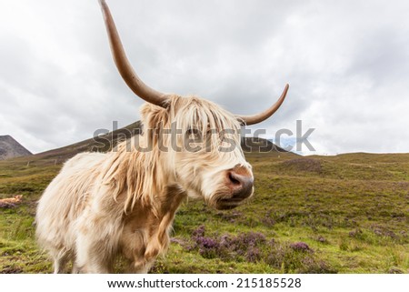 Highland cattle or Scottish cattle photographed on Isle of Skye
