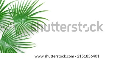 Web banner with green palm leaves on white background. Mockup with copy space. Minimal template