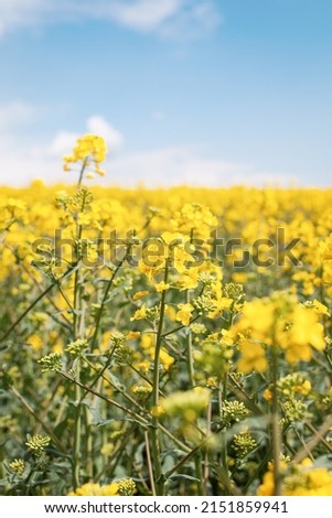 View on agriculture field with canola blossoming field at sunny day. Rich Harvest Concept. Rural Landscape under shining sunlight. Great counryside with blue sunny sky with clouds. Used as background