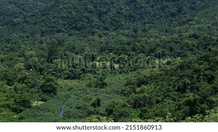 
Photography with forest in different shades of green