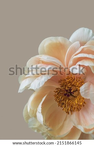 Blooming fluffy pink white peony flower close up on elegant minimal pastel beige background with copy space. Creative floral composition. Stunning botany wallpaper or vivid greeting card.