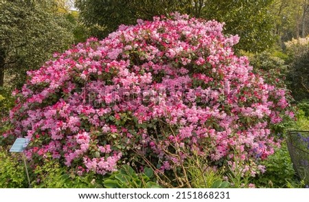 Rhododendron bow bells, a dwarf shrub producing a mass of pink white flowers Royalty-Free Stock Photo #2151868231
