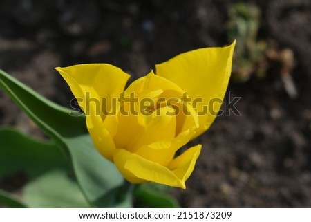spring yellow flower on a blurry background
