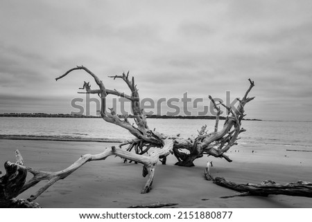 Driftwood on Boneyard Beach Florida 3 Black and White is a moody coastal landscape photograph of one of many wilting  dead trees on Jacksonville Florida's Boneyard Beach located in Big Talbot Island 