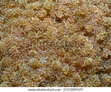 Solid coral details, macro shot. Closeup photo of coral reef underwater life perfect for texture, monitor screen background or science background