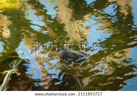 Brown frog sitting on a wet stone in a marsh