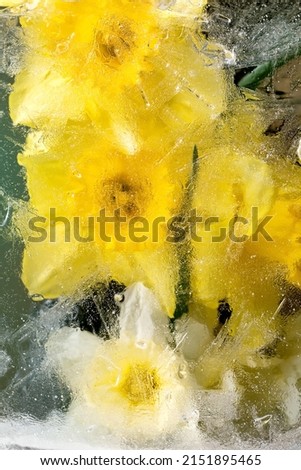 Close up of beautiful flowers yellow daffodils in transparent ice block. Frozen beauty concept. Floral greeting card