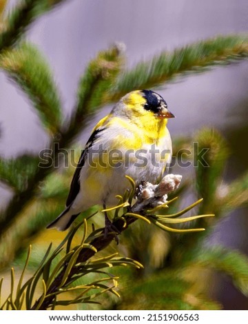 Finch close-up profile view, perched on a branch with a blur coniferous background in its environment and habitat surrounding.