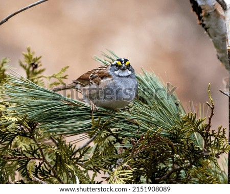 White-throated Sparrow perched on a pine tree branch with a blur background in its environment and habitat surrounding. 