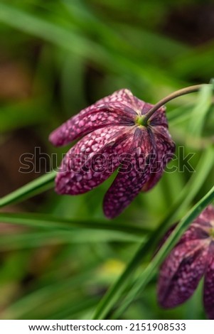 snake's head Fritillaria meleagris blooming in early spring.