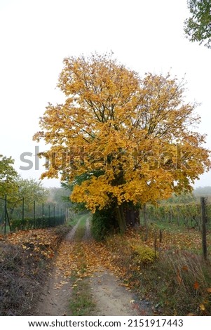 Autumn colorful yellow tree in nature.