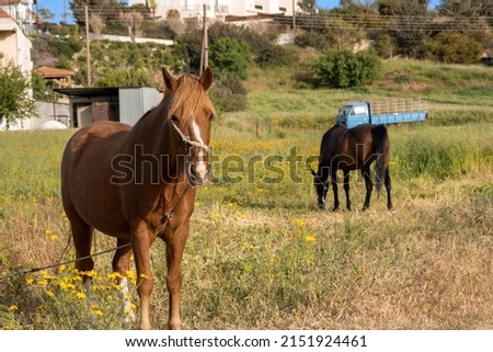 Horses graze in the meadow. Farm field with grazing horses. The concept of life in the countryside, away from cities and civilization, unity with nature and enjoyment.