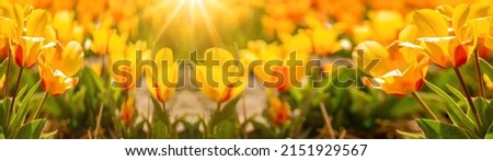 Panoramic landscape of yellow orange red blooming tulips field illuminated in spring by the sun - Flowers background banner panorama Royalty-Free Stock Photo #2151929567